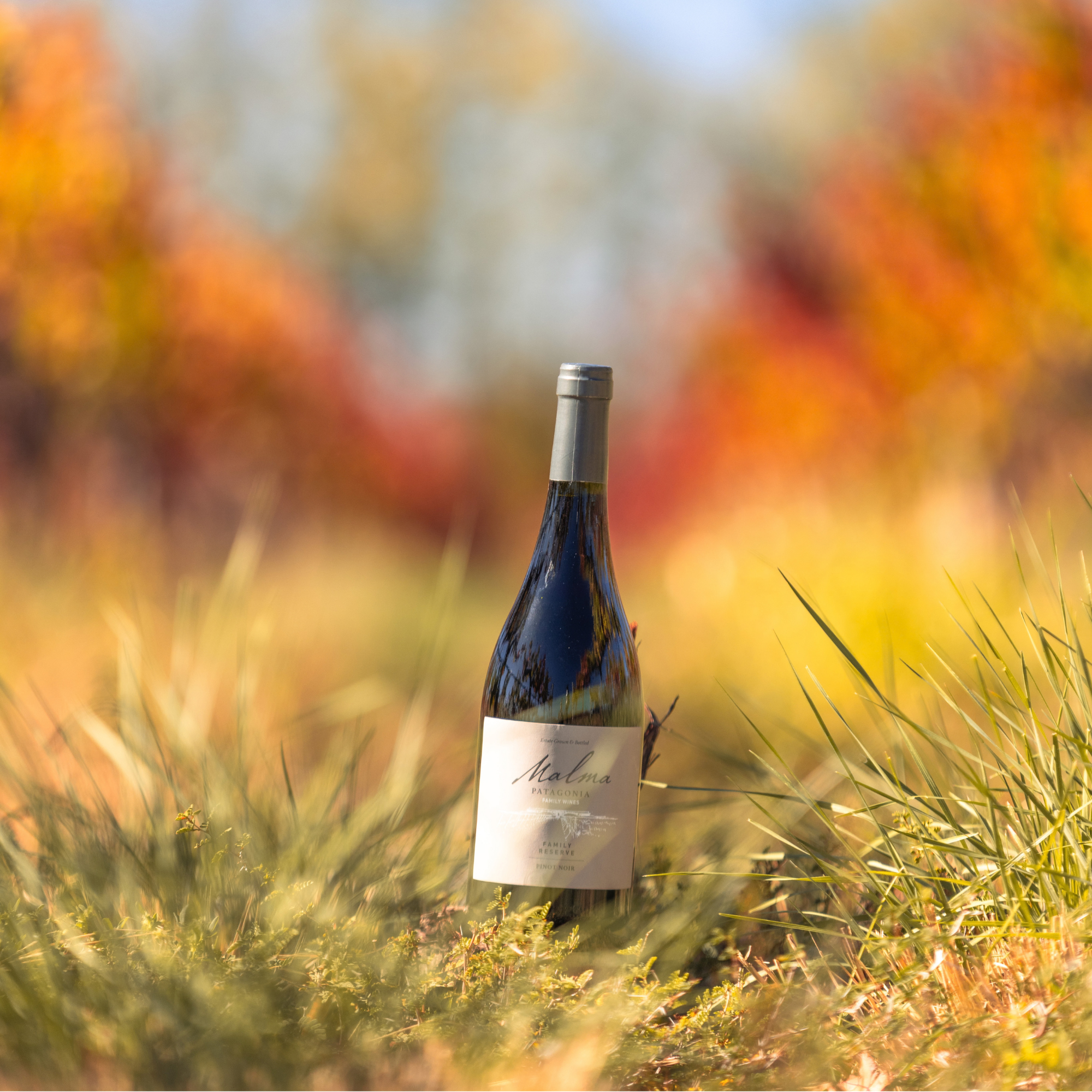 Reserva de Familia Pinot Noir - Tintos 750 ml
