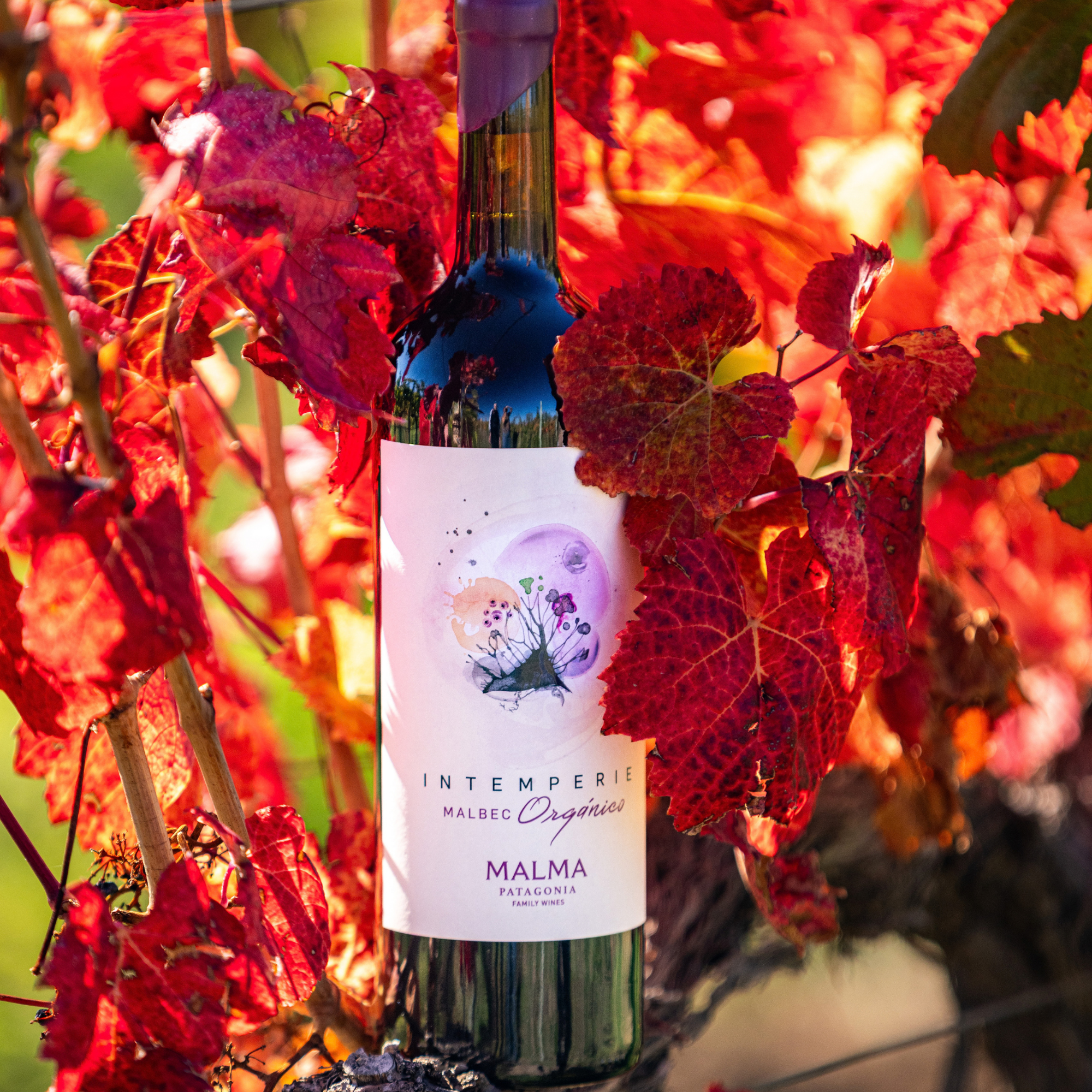 Intemperie Malbec Orgánico - Tintos 750 ml x6