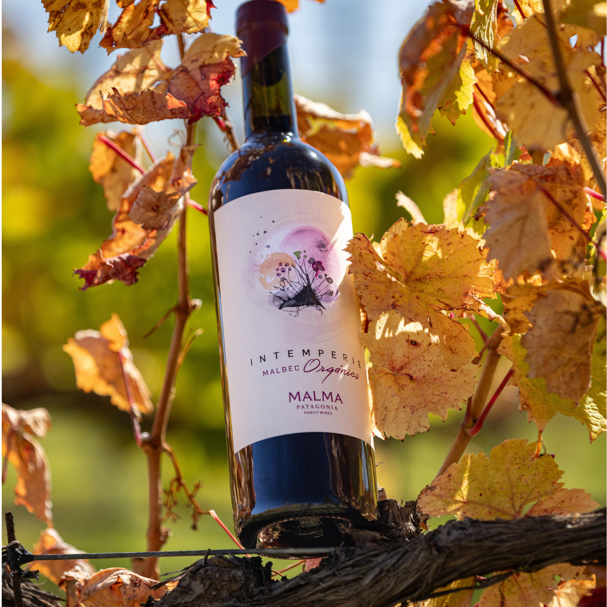 Intemperie Malbec Orgánico - Tintos 750 ml x6