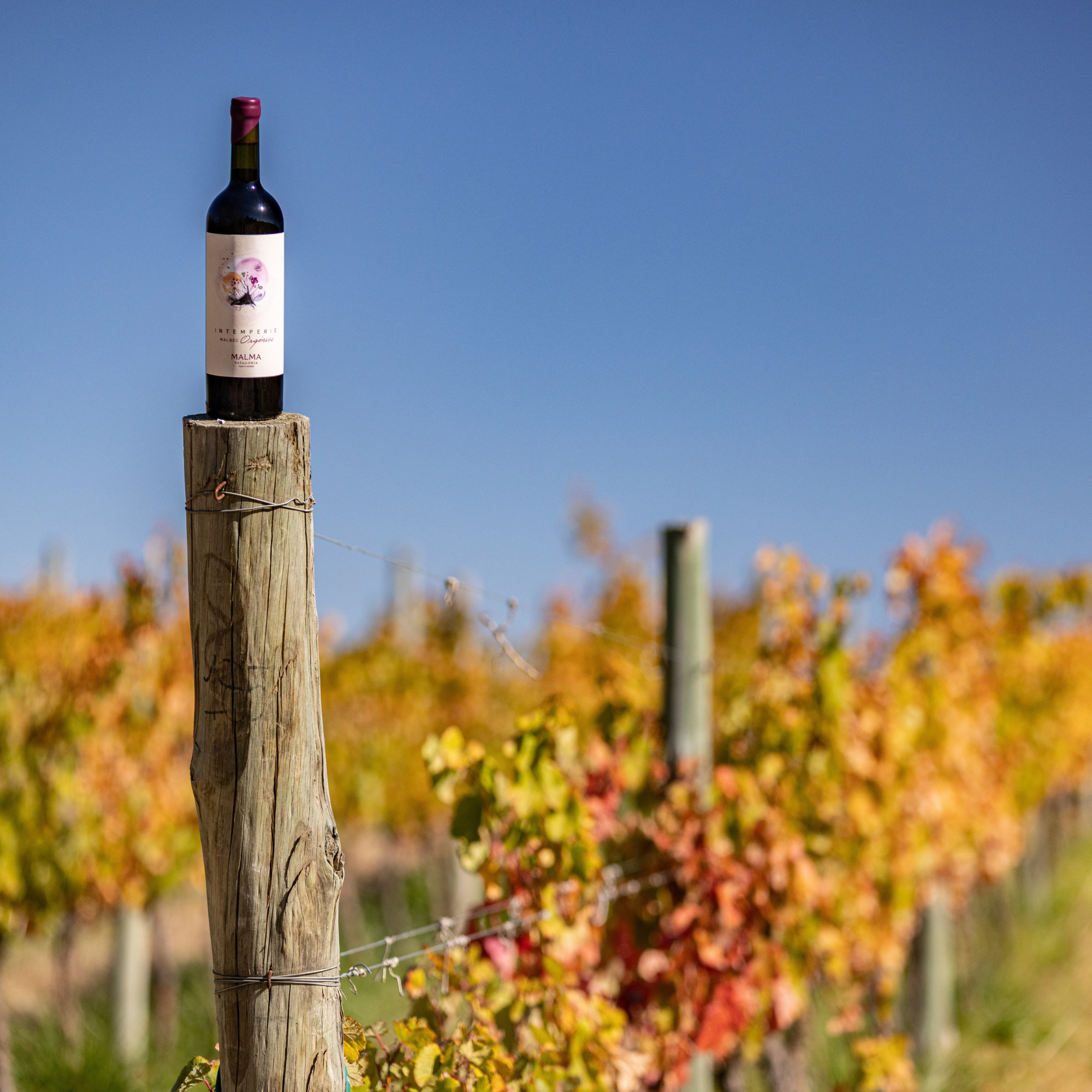 Intemperie Malbec Orgánico - Tintos 750 ml x6